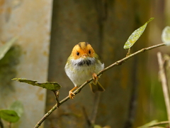 Abroscopus albogularis