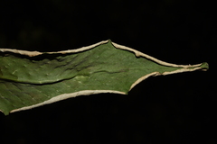 Pyrrosia costata