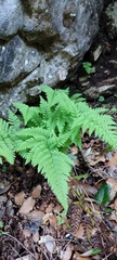 Asplenium onopteris