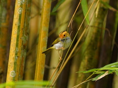 Abroscopus albogularis