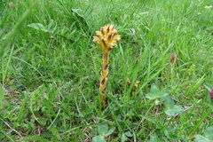 Orobanche lutea
