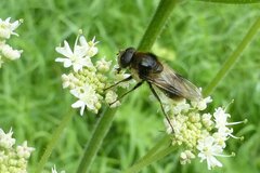 Cheilosia illustrata