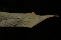 Pyrrosia costata