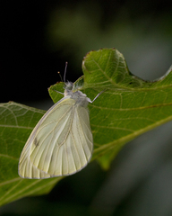 Pieris balcana