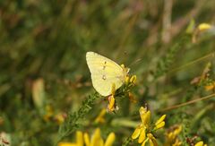 Colias myrmidone