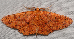 Cyclophora