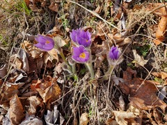 Pulsatilla grandis