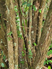 Chrysophyllum