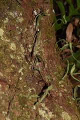 Pyrrosia lanceolata
