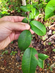 Chrysophyllum