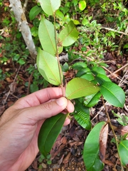 Chrysophyllum