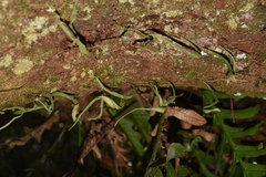 Pyrrosia lanceolata