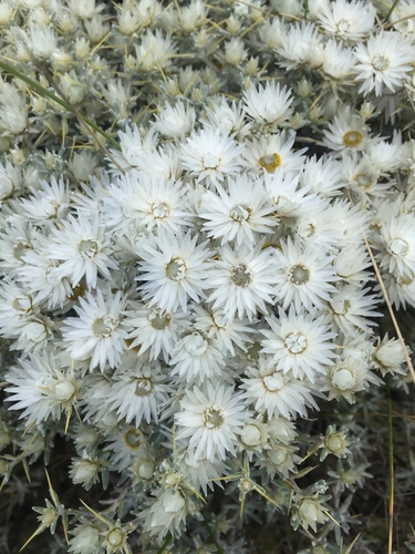 Helichrysum citrispinum