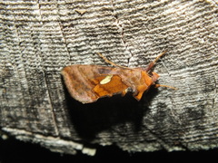 Autographa excelsa