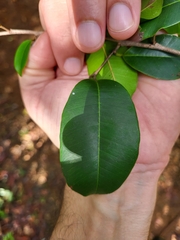 Chrysophyllum