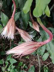 Epiphyllum oxypetalum