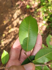 Chrysophyllum