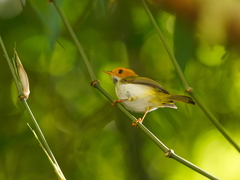 Abroscopus albogularis