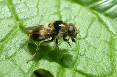 Cheilosia illustrata