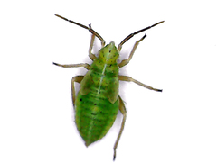 Lygus rugulipennis