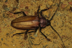 Ialyssus tuberculatus