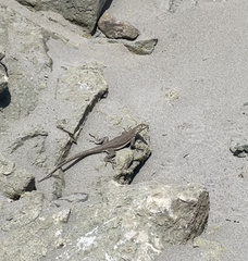 Microlophus peruvianus