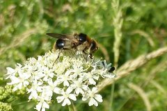 Cheilosia illustrata