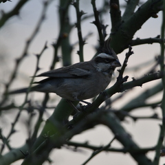 Lophospingus pusillus
