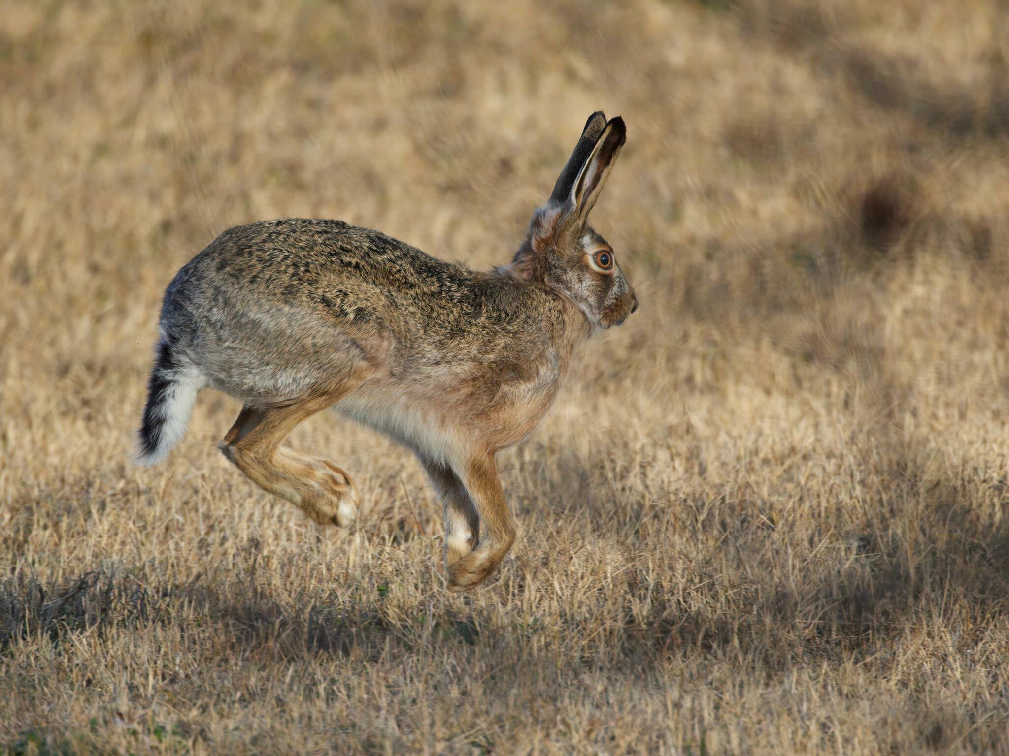 Lepus europaeus Pallas, 1778