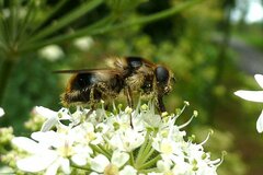 Cheilosia illustrata