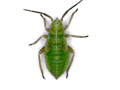 Lygus rugulipennis