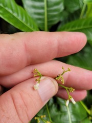 Psychotria zombamontana
