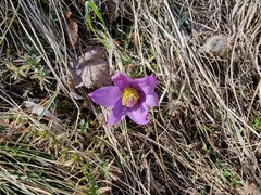 Pulsatilla grandis
