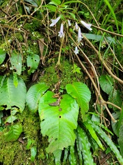Streptocarpus wilmsii