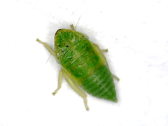 Lygus rugulipennis