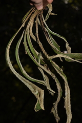 Pyrrosia costata