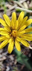 Crepis sancta