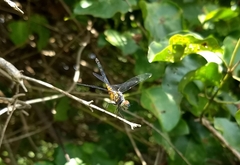 Brachydiplax
