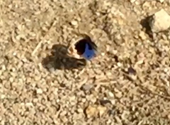 Junonia orithya wallacei