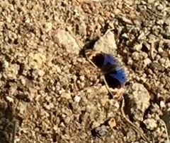 Junonia orithya wallacei