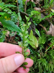 Asplenium sandersonii