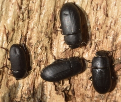 Opatroides punctulatus