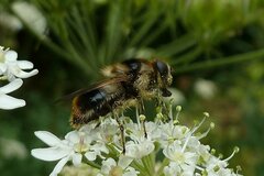 Cheilosia illustrata