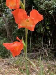 Gladiolus dalenii