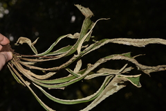 Pyrrosia costata