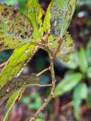 Acalypha portoricensis
