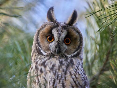 Long-eared Owl