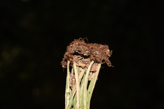 Pyrrosia costata