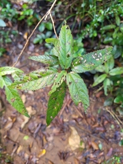 Acalypha portoricensis