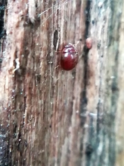 Clambidae